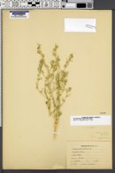 Corispermum welshii image