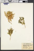 Cycloloma atriplicifolium image