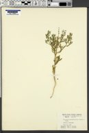 Cycloloma atriplicifolium image