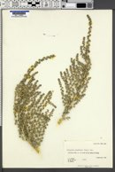 Halogeton glomeratus image