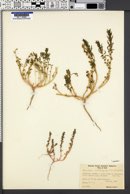 Blitum nuttallianum image