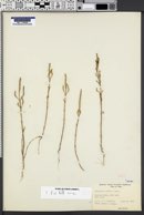 Salicornia rubra image