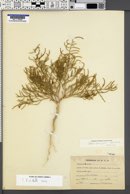 Salicornia rubra image