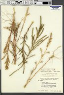 Salsola collina image