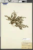 Salsola tragus image