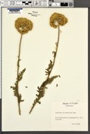 Achillea filipendulina image