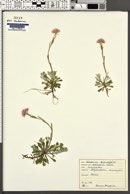 Antennaria dioica image