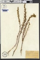 Artemisia biennis image