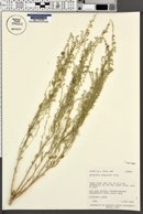 Artemisia bigelovii image