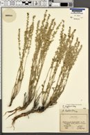 Artemisia bigelovii image