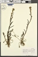 Artemisia campestris image