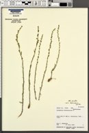 Artemisia carruthii image