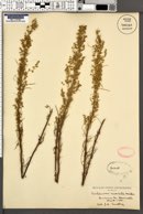 Artemisia campestris subsp. caudata image