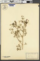 Fumaria officinalis image