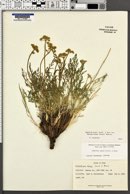 Lomatium grayi image