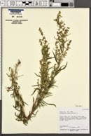 Artemisia dracunculus image