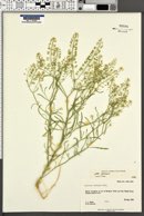 Lepidium montanum image