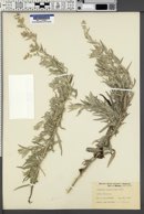 Artemisia gnaphaloides image