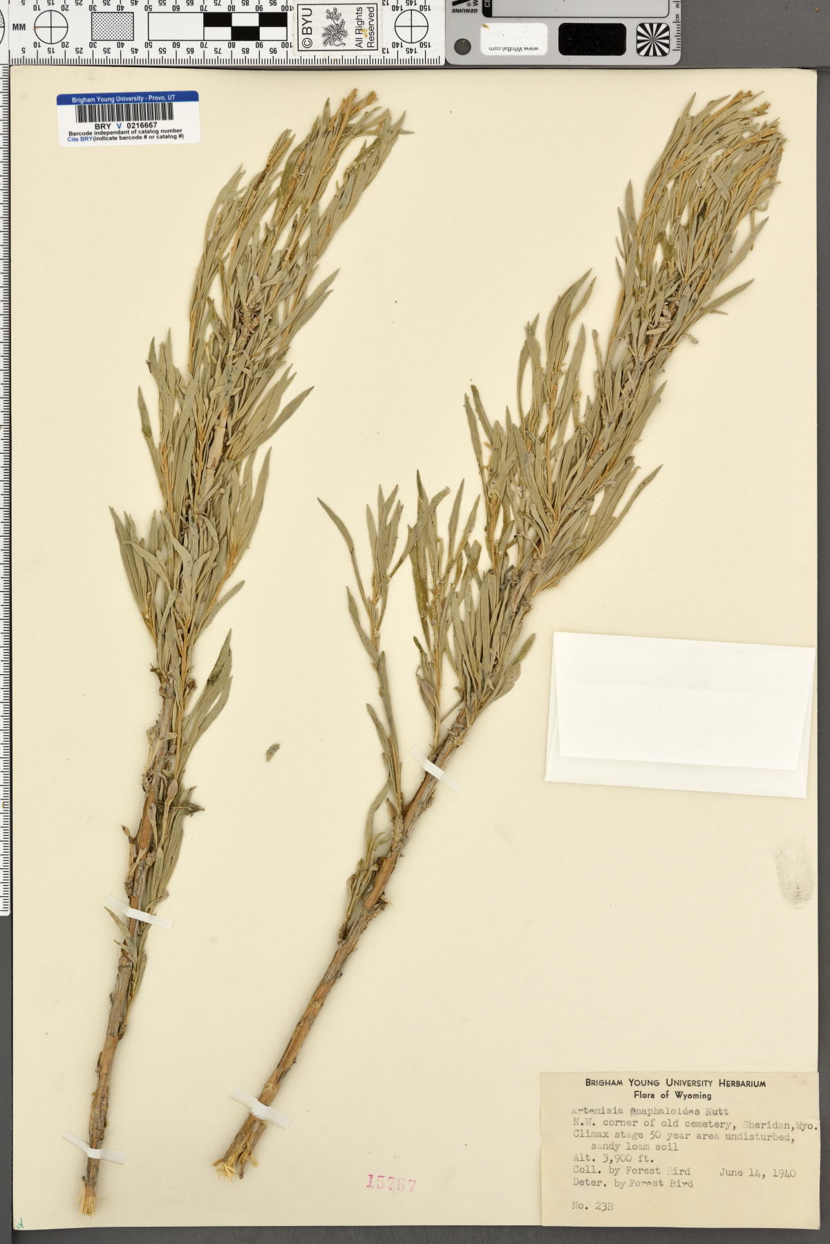 Artemisia gnaphaloides image