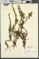 Artemisia michauxiana image