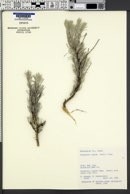 Artemisia rigida image