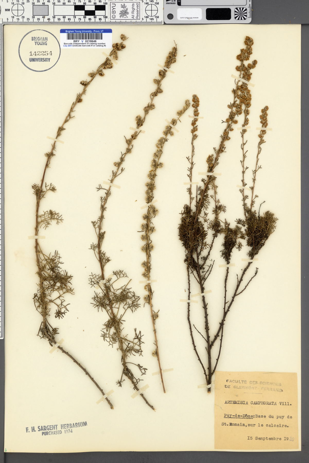 Artemisia alba image