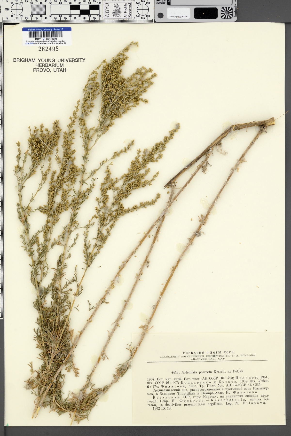 Artemisia porrecta image