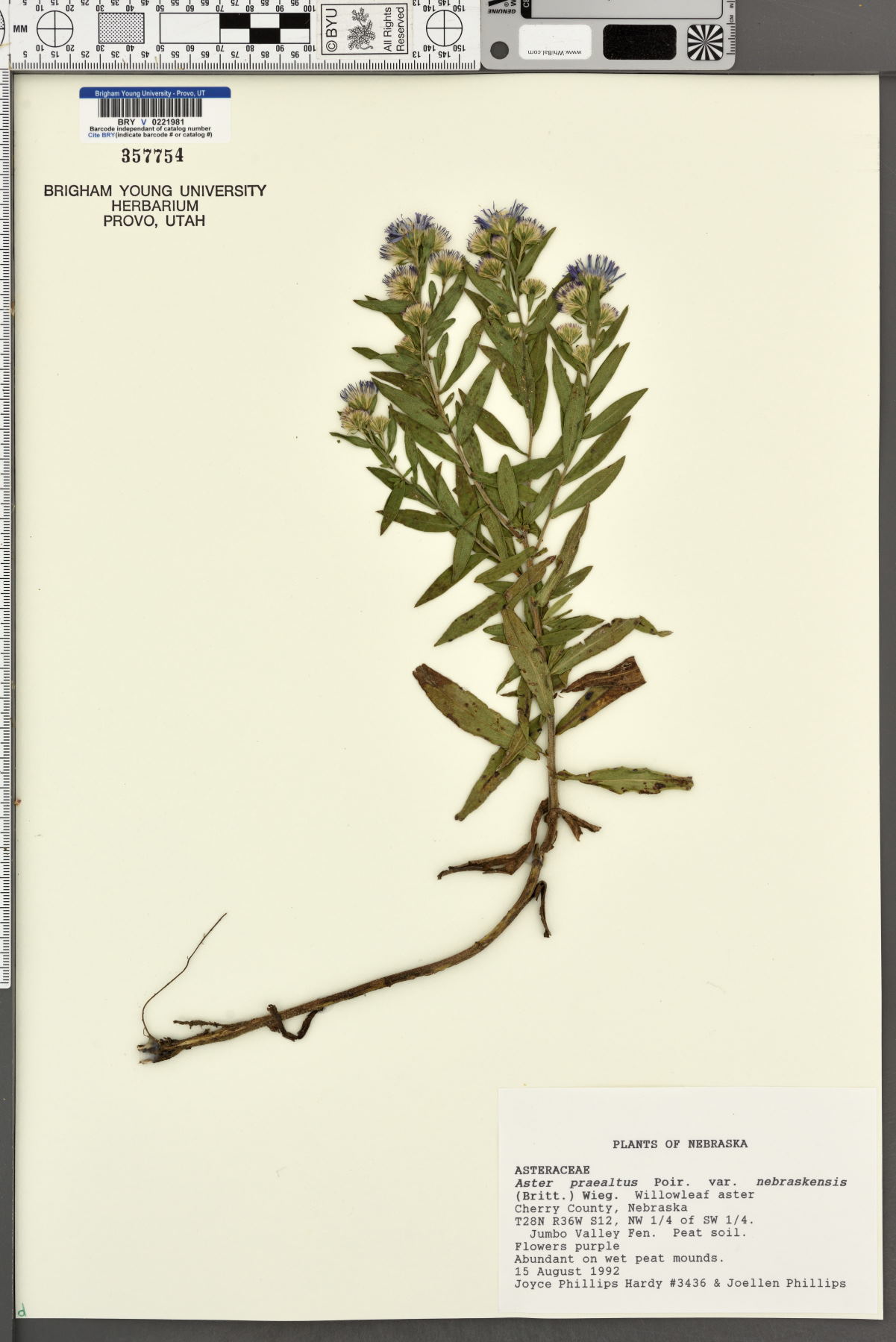 Aster nebraskensis image