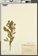 Baccharis salicina image