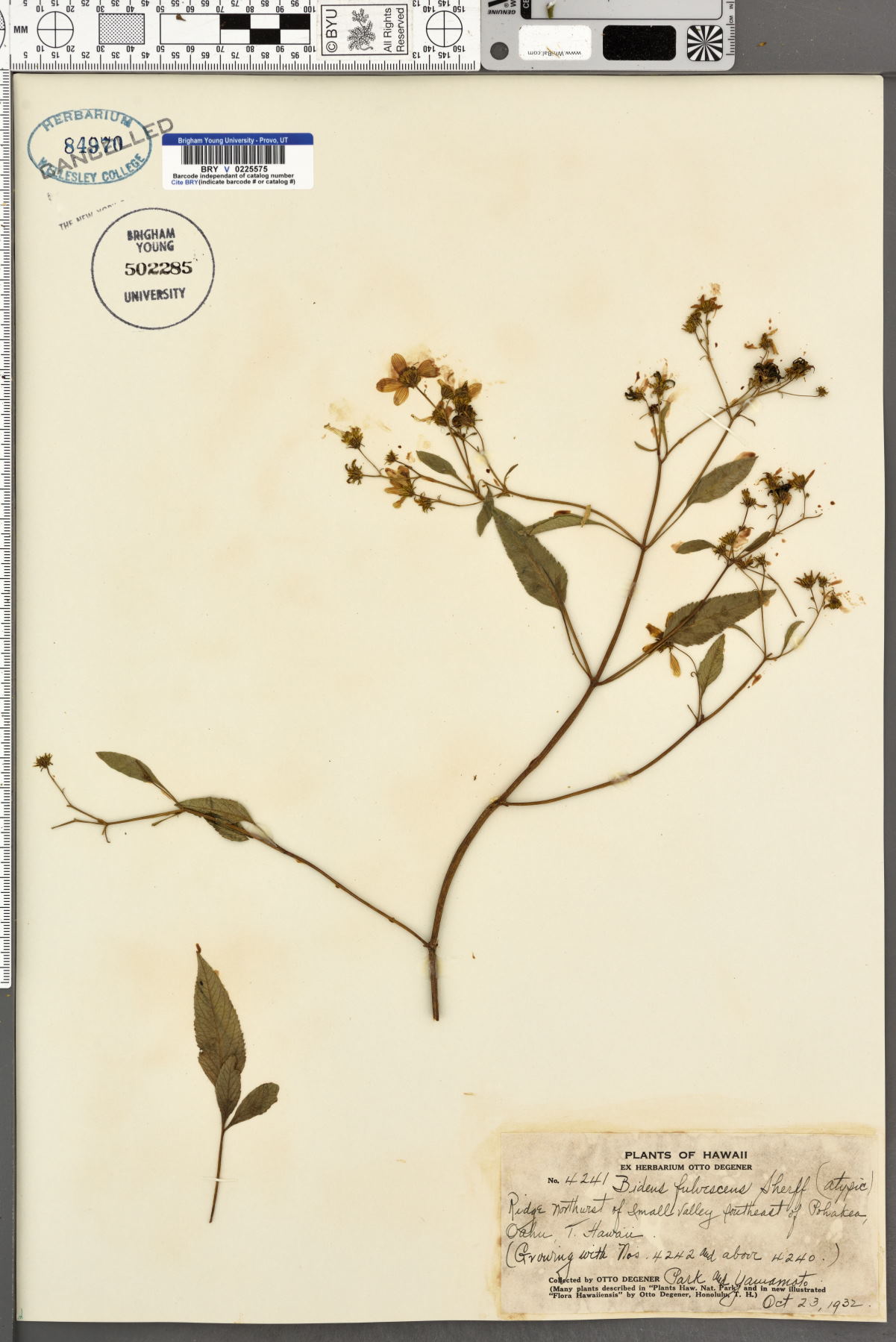 Bidens fulvescens image