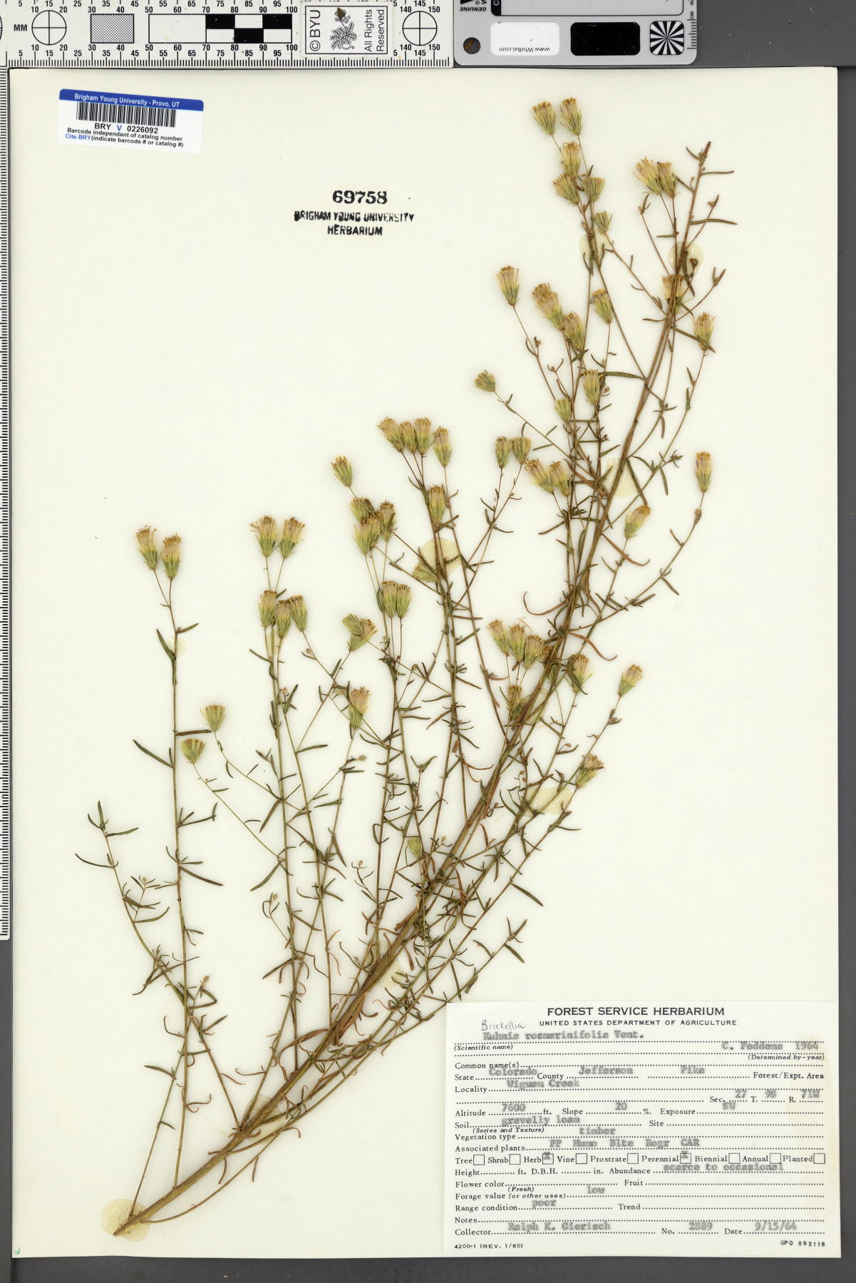 Brickellia rosmarinifolia image