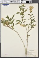 Brickellia pringlei image