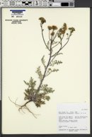 Chaenactis douglasii image