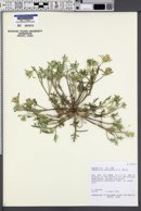 Chaenactis macrantha image