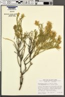 Ericameria parryi image