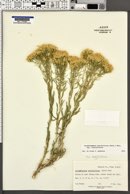 Chrysothamnus viscidiflorus subsp. viscidiflorus image