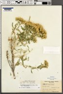 Chrysothamnus viscidiflorus subsp. viscidiflorus image