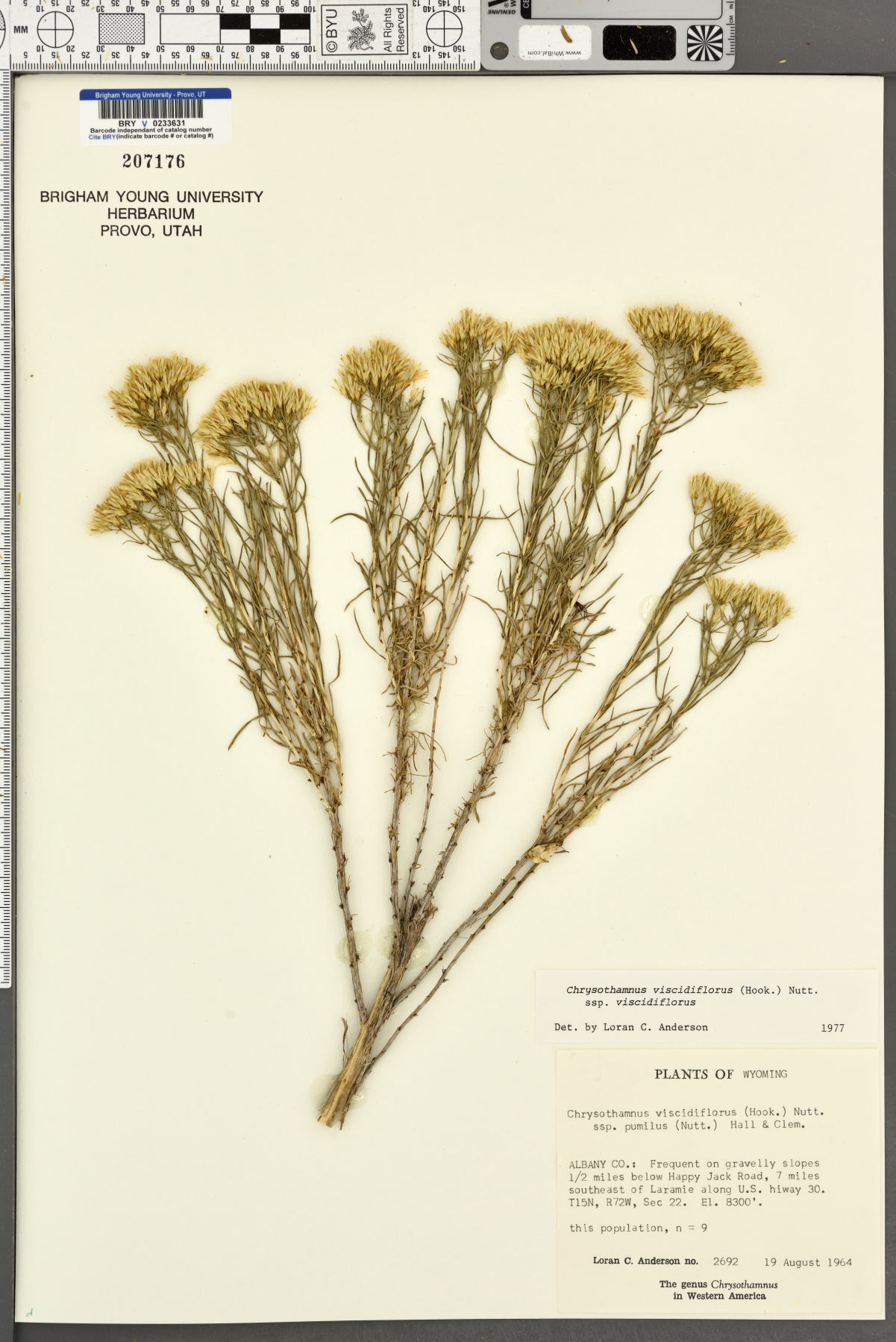 Chrysothamnus viscidiflorus subsp. viscidiflorus image