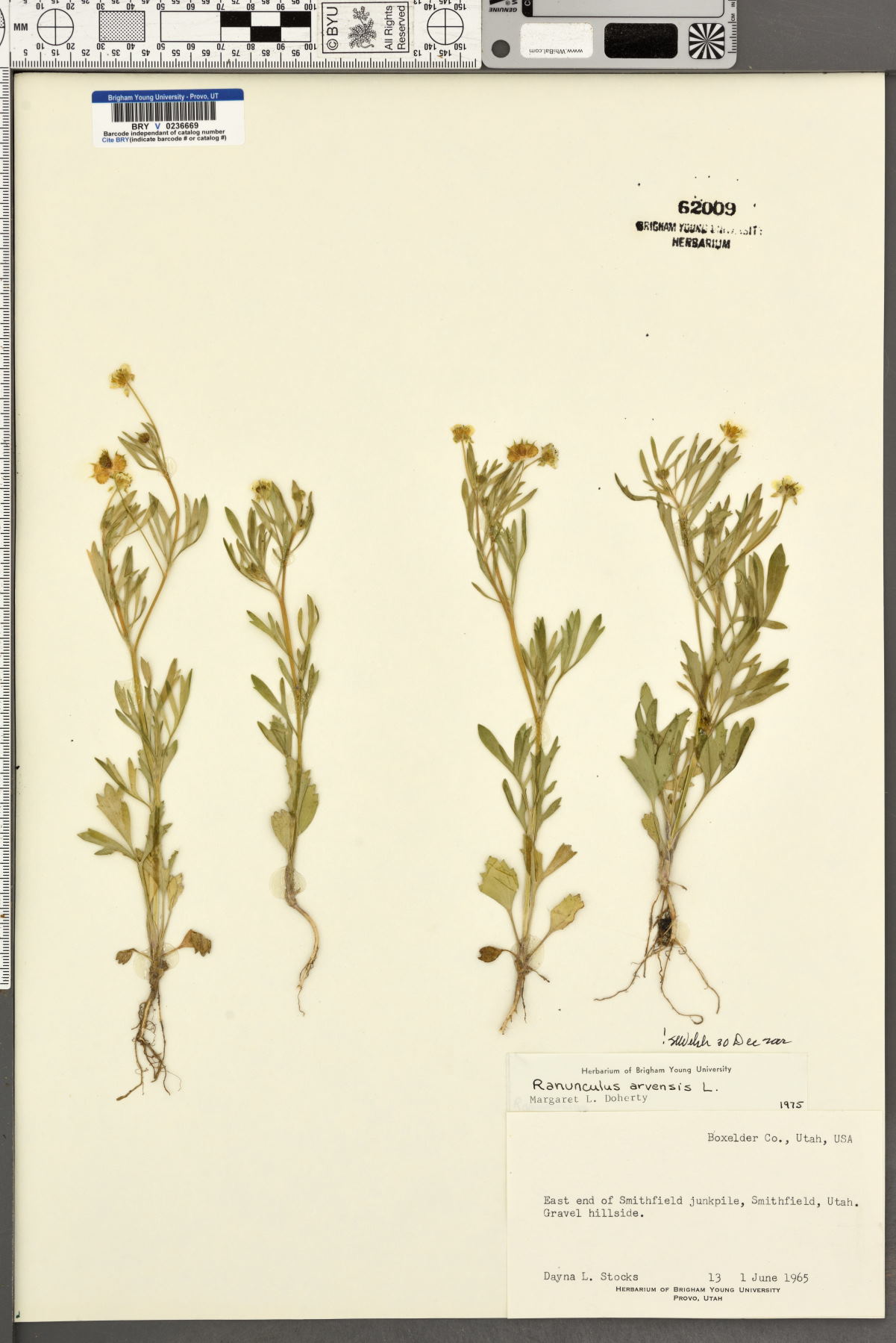 Ranunculus arvensis image