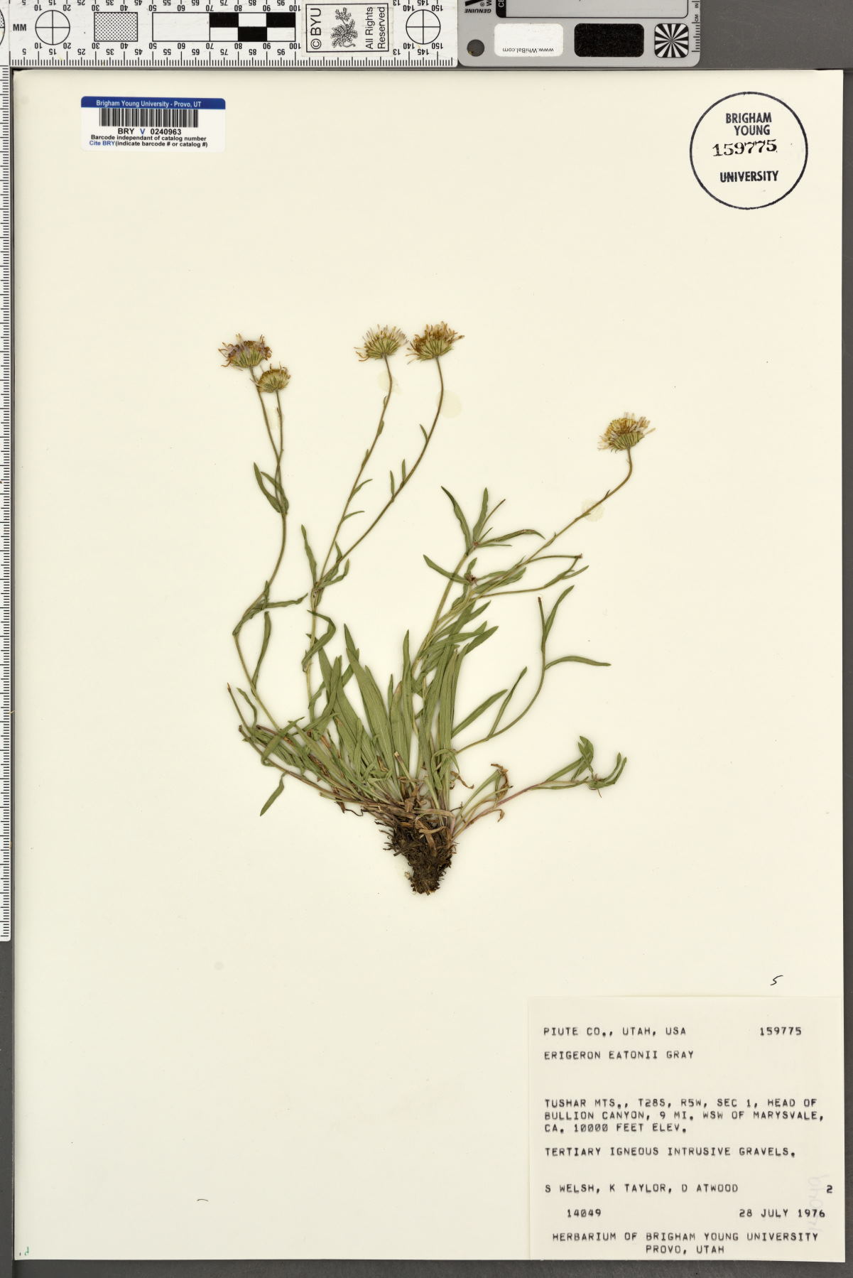 Erigeron eatonii image