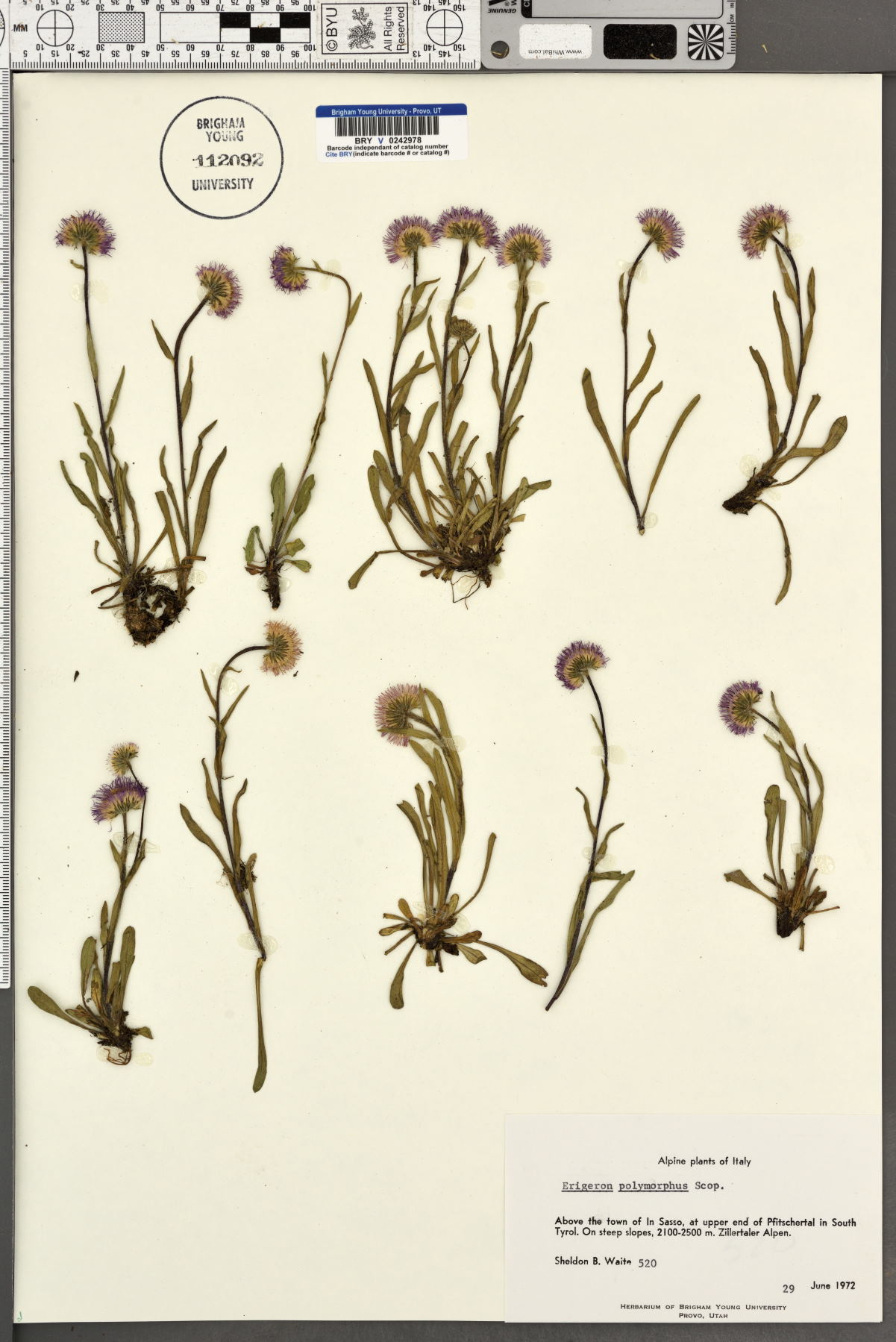 Erigeron polymorphus image