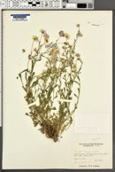 Erigeron lobatus image