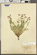 Erigeron concinnus image