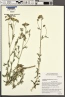 Eriophyllum confertiflorum image