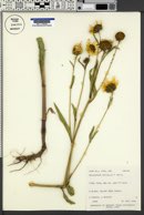 Helianthus nuttallii image