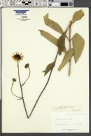 Helianthus × laetiflorus image