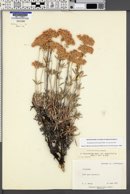 Eriogonum heracleoides image