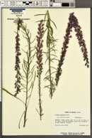 Liatris gracilis image