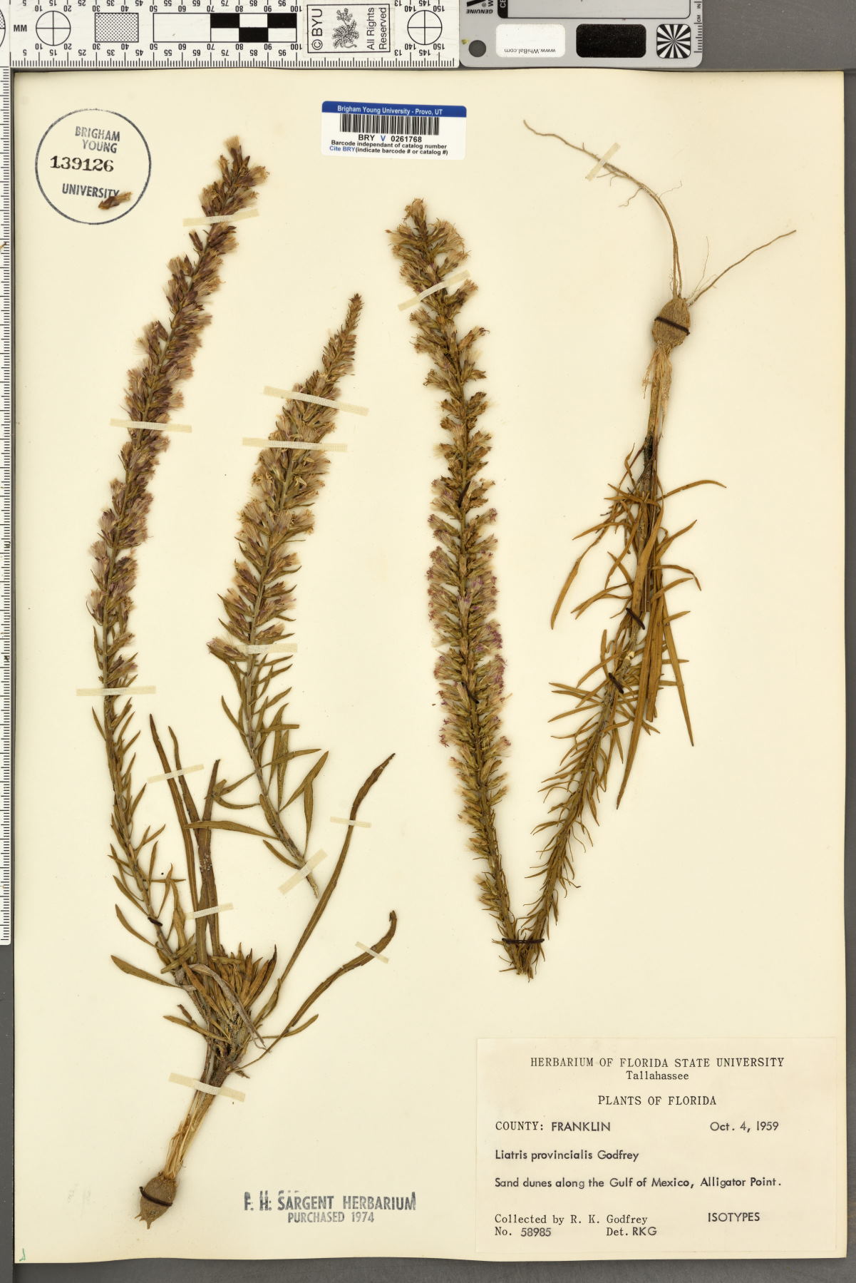 Liatris provincialis image