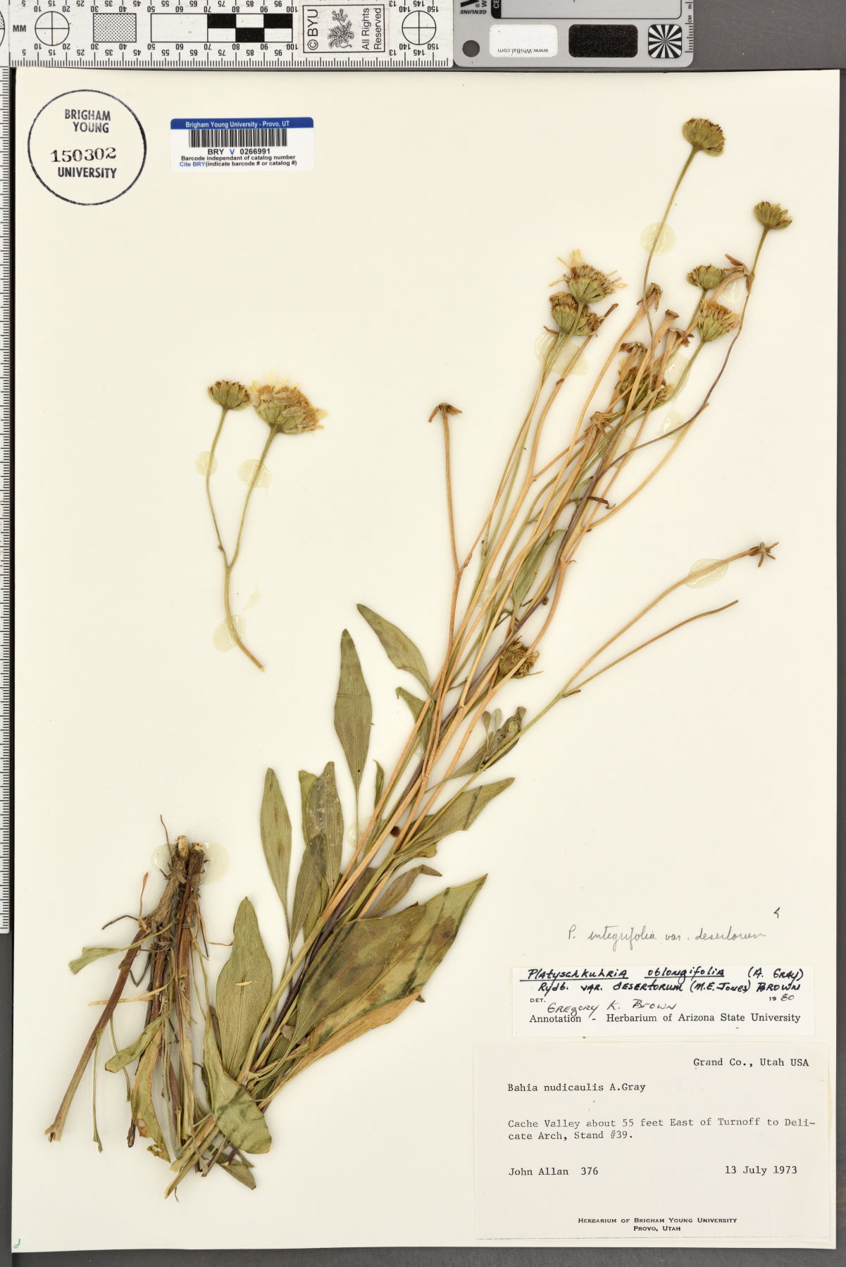 Platyschkuhria integrifolia var. desertorum image